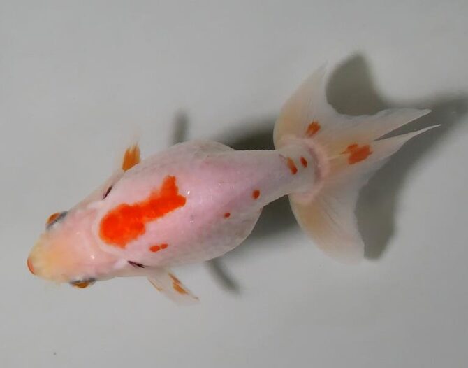 夏の風物詩いずもナンキンで凉を彩る！2歳良魚　8月26日公開