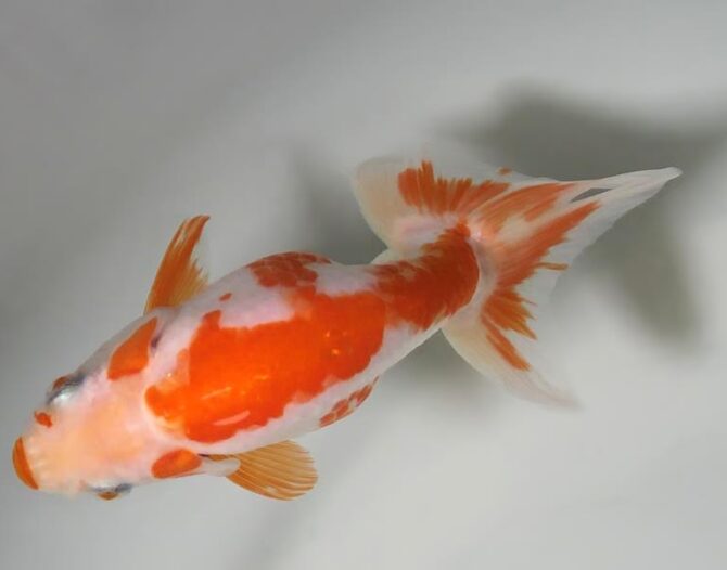 夏の風物詩いずもナンキンで凉を彩る！2歳良魚　8月26日公開