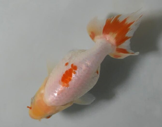 夏の風物詩いずもナンキンで凉を彩る！2歳良魚　8月26日公開