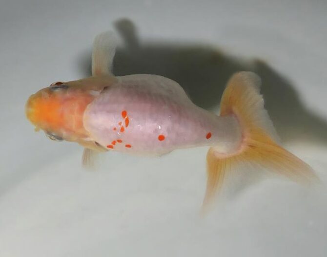 夏の風物詩いずもナンキンで凉を彩る！2歳良魚　8月26日公開