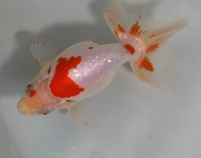 夏の風物詩いずもナンキンで凉を彩る！2歳良魚　8月26日公開
