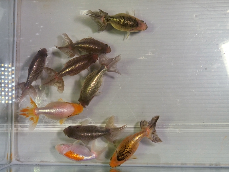 「凉をまとう、お盆の彩り」いづもナンキン新仔セール!数量限定 8月7日公開