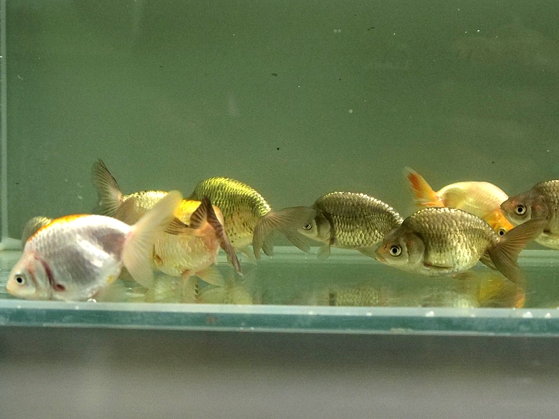 凉をまとう、お盆の彩り」いづもナンキン新仔セール！数量限定