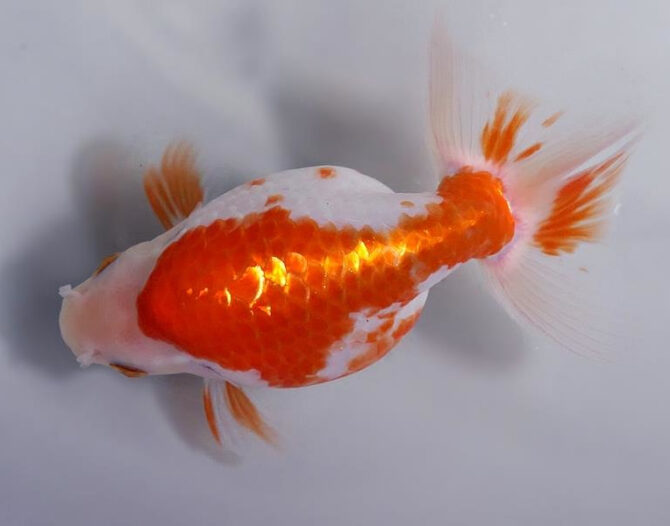 錦秋の便り いずもナンキン2~3歳魚 10月28日公開