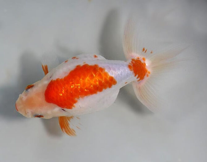 錦秋の便り いずもナンキン2~3歳魚 10月28日公開