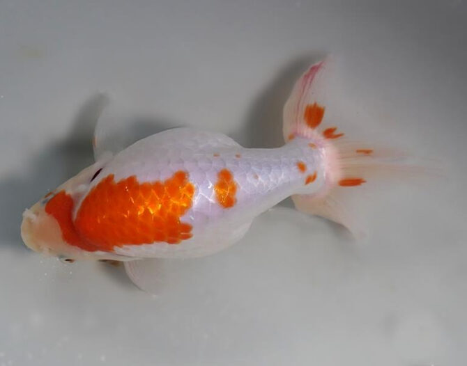 錦秋の便り いずもナンキン2~3歳魚 10月28日公開