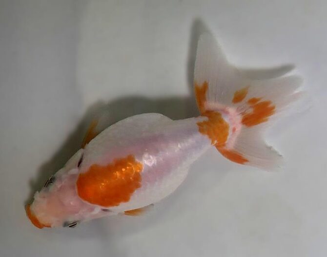 秋のいずもナンキン便り　　当歳魚（南谷氏作）　１０月７日公開