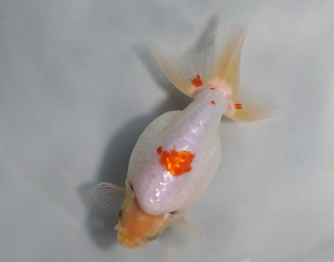 錦秋の便り いずもナンキン2~3歳魚 10月28日公開