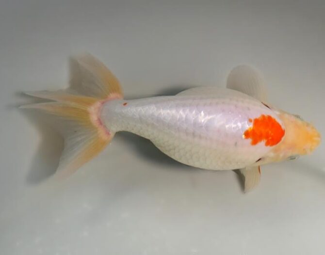 錦秋の便り いずもナンキン2~3歳魚 10月28日公開