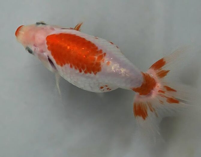 秋のいずもナンキン便り　　当歳魚（南谷氏作）　１０月７日公開