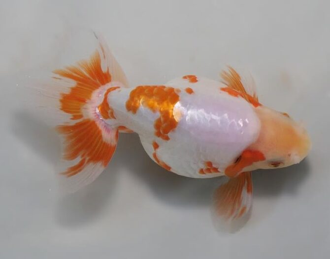 錦秋の便り いずもナンキン2~3歳魚 10月28日公開