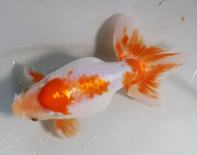 錦秋の便り　いずもナンキン２～３歳魚　１０月２８日公開