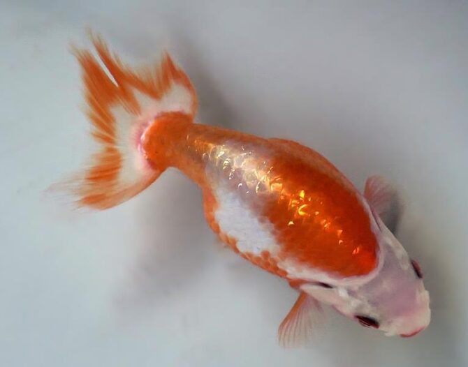 秋のいずもナンキン便り　　当歳魚（南谷氏作）　１０月７日公開