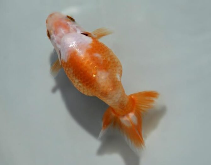 秋のいずもナンキン便り　　当歳魚（南谷氏作）　１０月７日公開