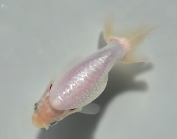 秋のいずもナンキン便り　　当歳魚（南谷氏作）　１０月７日公開