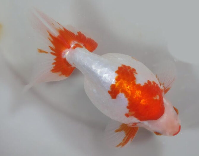 錦秋の便り いずもナンキン特選魚 4~5歳 10月21日公開