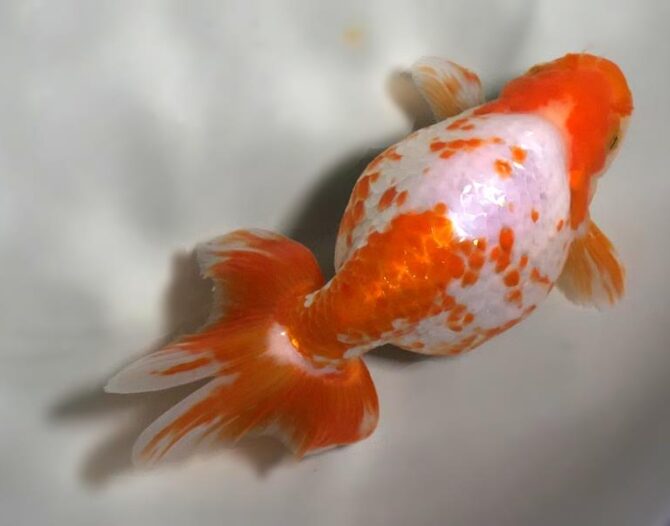 錦秋の便り いずもナンキン2~3歳魚 10月28日公開