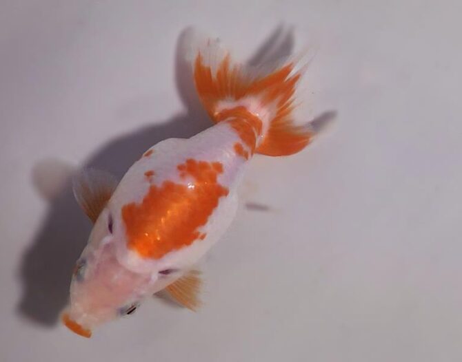 秋のいずもナンキン便り　　当歳魚（南谷氏作）　１０月７日公開