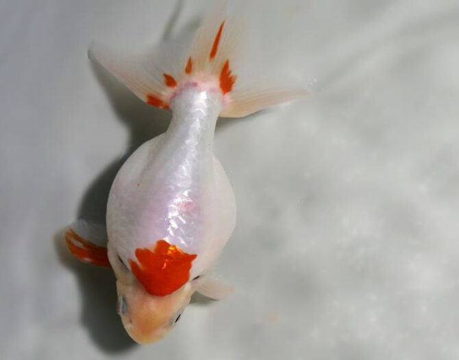 錦秋の便り いずもナンキン2~3歳魚 10月28日公開