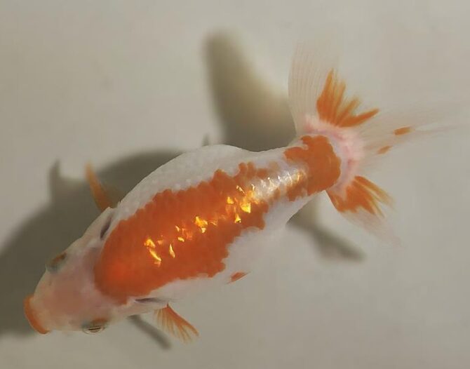 秋のいずもナンキン便り　　当歳魚（南谷氏作）　１０月７日公開