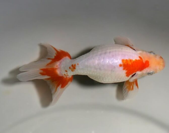 錦秋の便り いずもナンキン2~3歳魚 10月28日公開