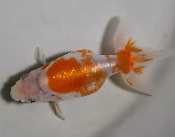 秋のいずもナンキン便り　　当歳魚（南谷氏作）　１０月７日公開
