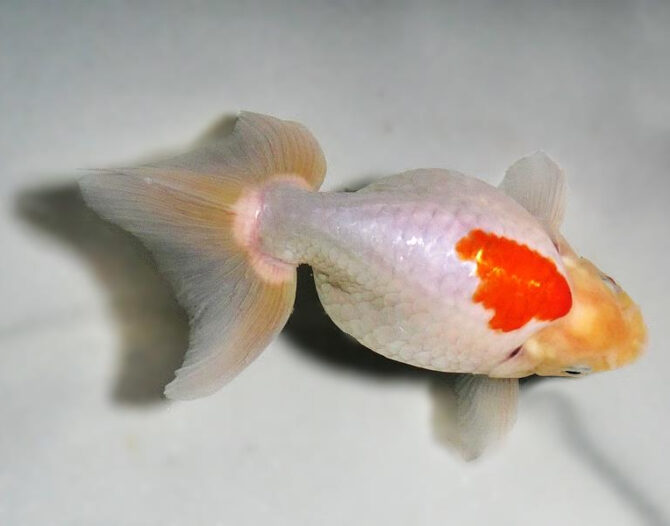 錦秋の便り いずもナンキン2~3歳魚 10月28日公開