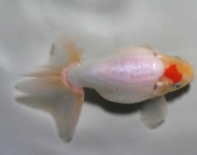 錦秋の便り いずもナンキン2~3歳魚 10月28日公開