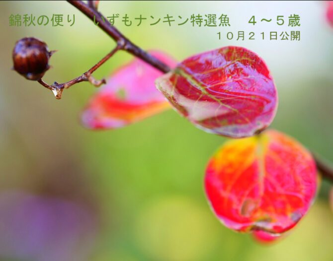 錦秋の便り いずもナンキン特選魚 2~3歳 10月28日公開