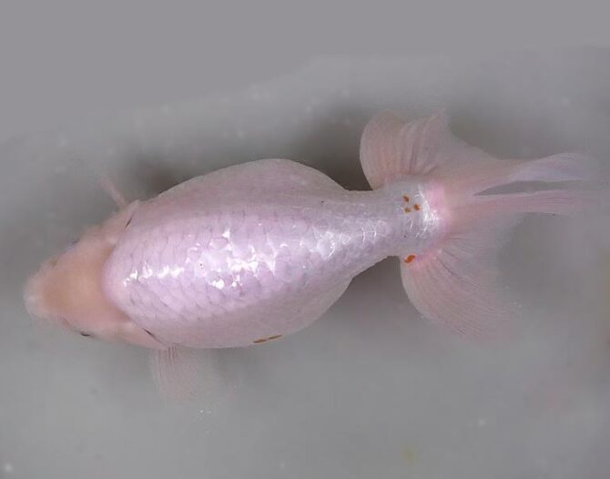 錦秋のいずもナンキンフェアー　匠の良魚２歳～５歳　１１月８日公開