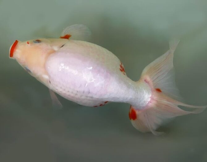 錦秋のいずもナンキンフェアー　匠の良魚２歳～５歳　１１月８日公開