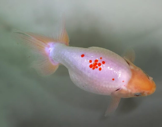 錦秋のいずもナンキンフェアー　匠の良魚２歳～５歳　１１月８日公開