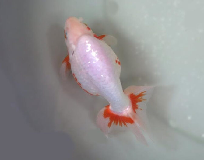 錦秋のいずもナンキンフェアー　匠の良魚２歳～５歳　１１月８日公開