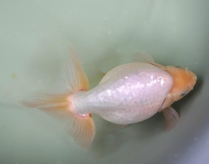 錦秋のいずもナンキンフェアー　匠の良魚２歳～５歳　１１月８日公開