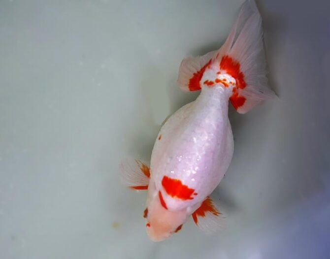 錦秋のいずもナンキンフェアー　匠の良魚２歳～５歳　１１月８日公開