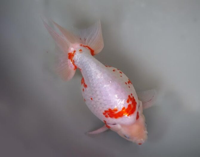 錦秋のいずもナンキンフェアー　匠の良魚２歳～５歳　１１月８日公開