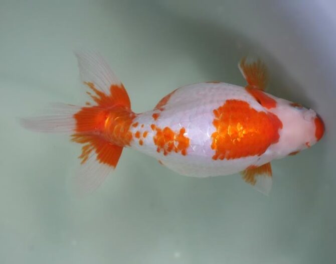 錦秋のいずもナンキンフェアー　匠の良魚２歳～５歳　１１月８日公開