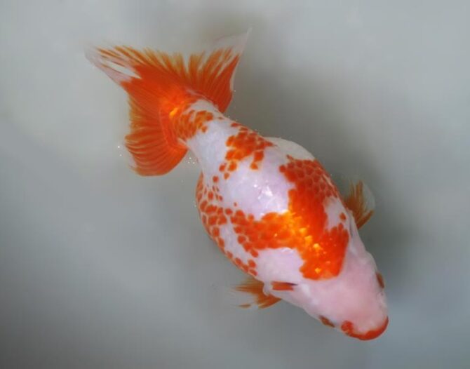 錦秋のいずもナンキンフェアー　匠の良魚２歳～５歳　１１月８日公開