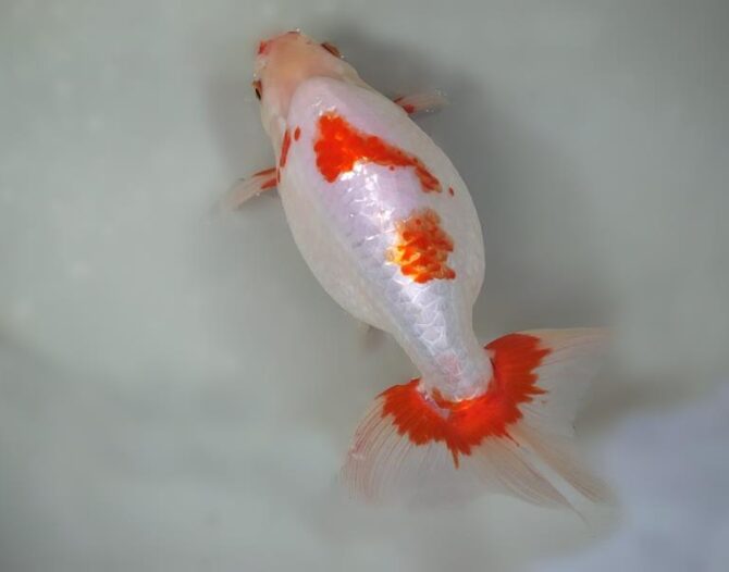 錦秋のいずもナンキンフェアー　匠の良魚２歳～５歳　１１月８日公開