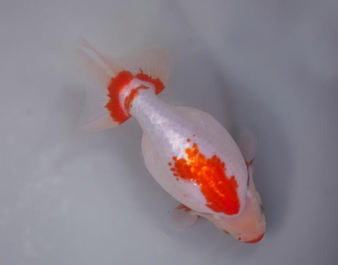 錦秋のいずもナンキンフェアー　匠の良魚２歳～５歳　１１月８日公開