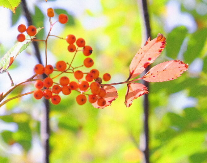 錦秋のいずもナンキンフェアー　匠の良魚２歳～５歳　１１月８日公開