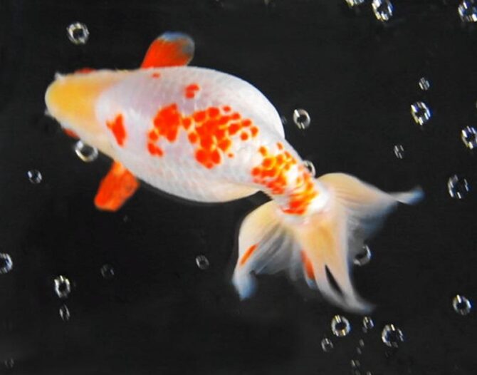 Mr.Kの魚間もなく公開