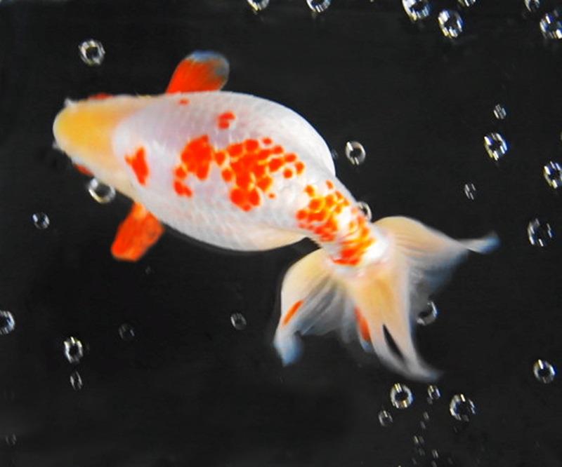 Mr.Kの魚間もなく公開