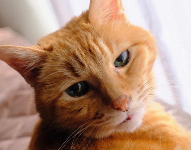 当店マスコット”空（くー）