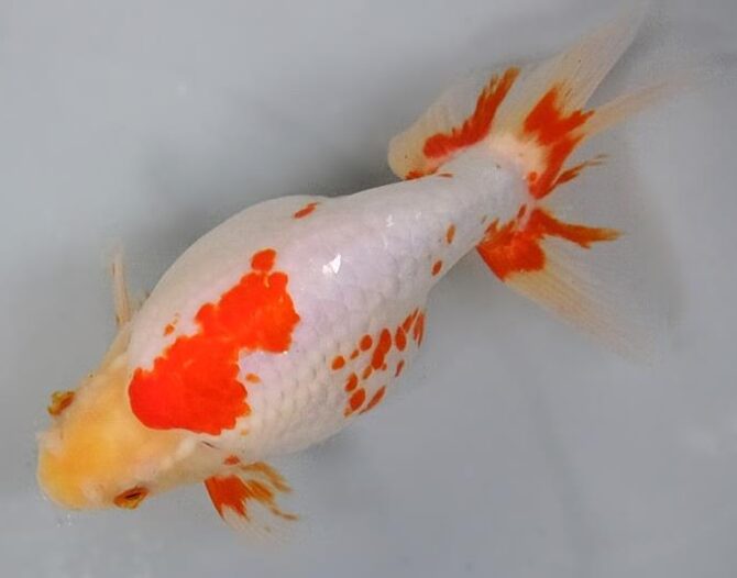 春麗のいずもナンキン その２　3歳～5歳