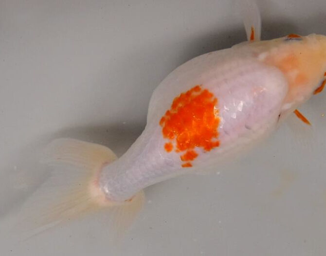 いずもナンキン明け4歳