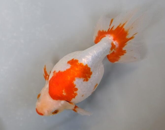 春麗のいずもナンキン その２　3歳～5歳