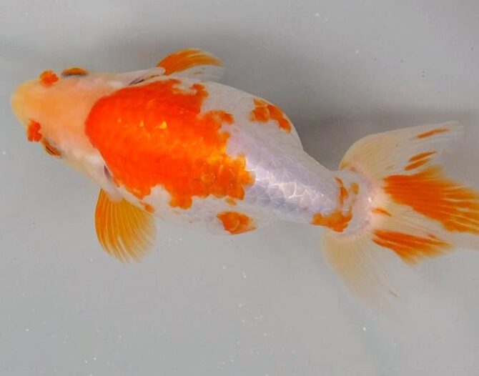 いずもナンキン明け3歳