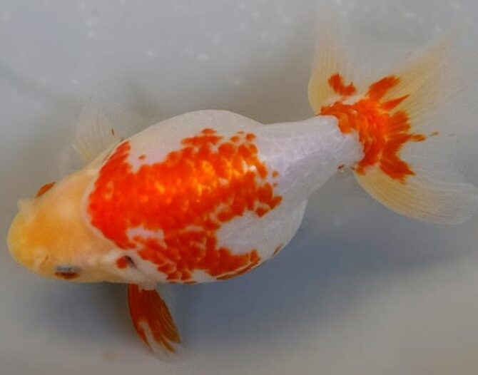 春麗のいずもナンキン その２　3歳