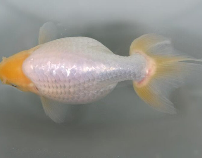 いずもナンキン明け3歳